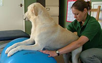 Bradfords Veterinary Physiotherapy