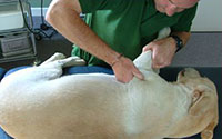Bradford Veterinary Physiotherapy